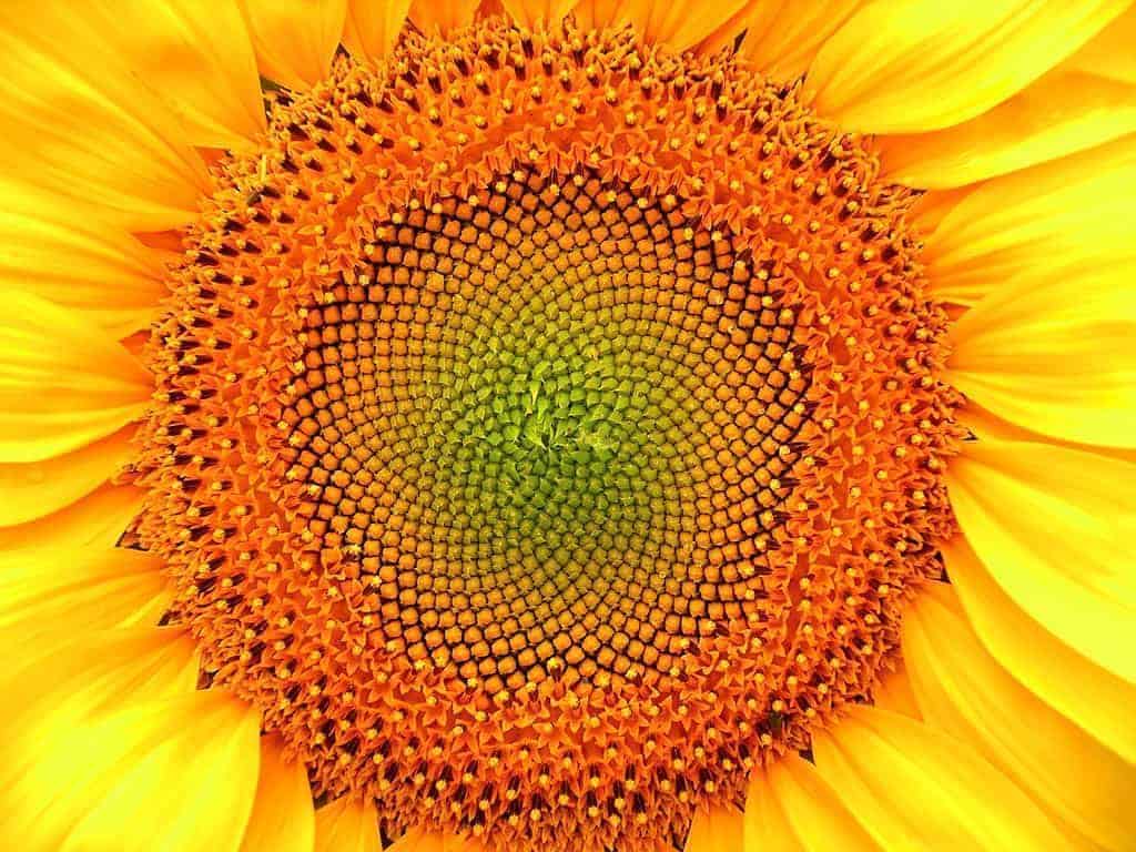 Mathematics Sunflower Lit by Immensity