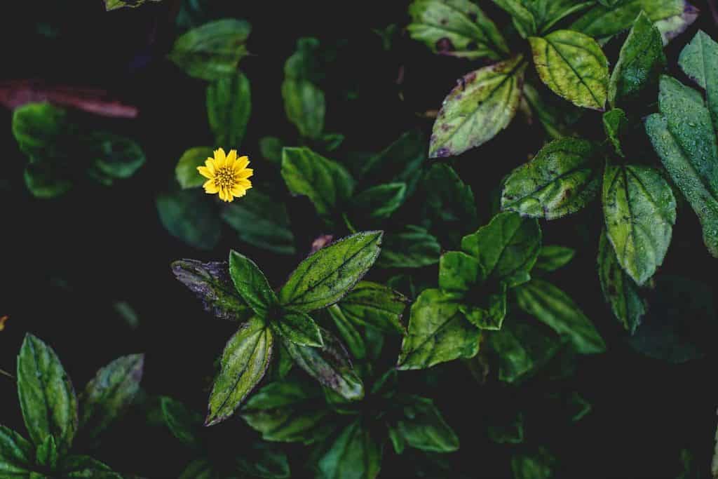 The alternative to litter - Beautiful flower peeking through the leaves